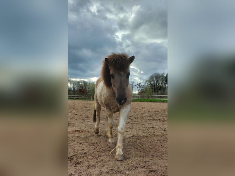 Islandpferd Stute 10 Jahre 138 cm Falbe in Burgthann