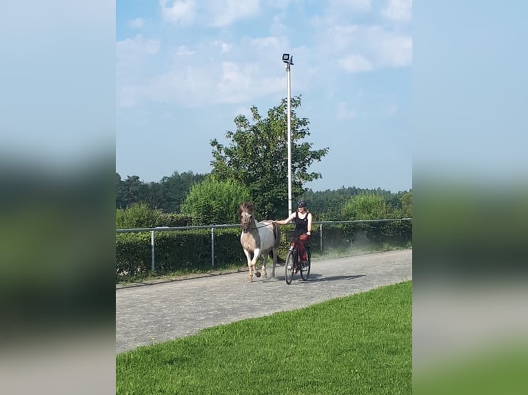 Islandpferd Stute 10 Jahre 138 cm Falbe in Burgthann