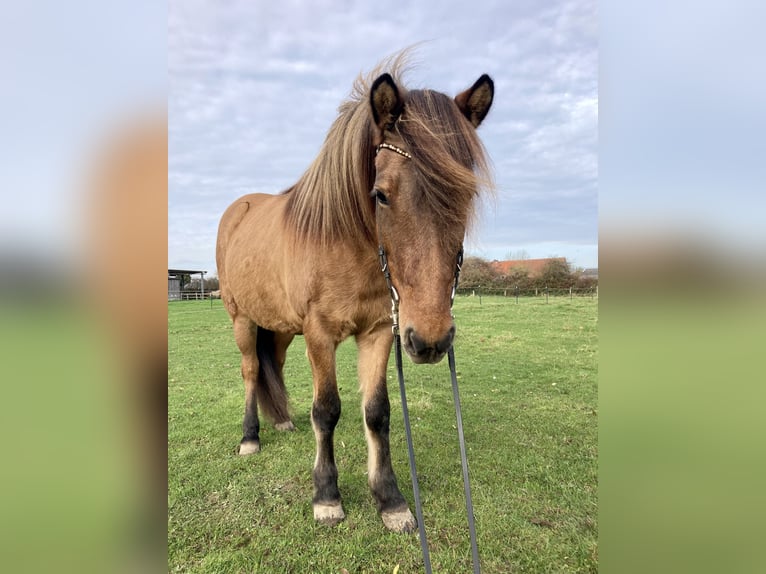Islandpferd Stute 10 Jahre 138 cm Falbe in Hohenfelde