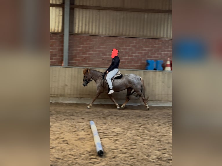 Islandpferd Stute 10 Jahre 138 cm Fuchs in Badbergen