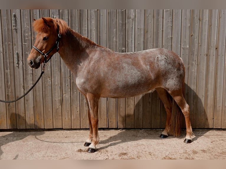 Islandpferd Stute 10 Jahre 138 cm Fuchs in Badbergen