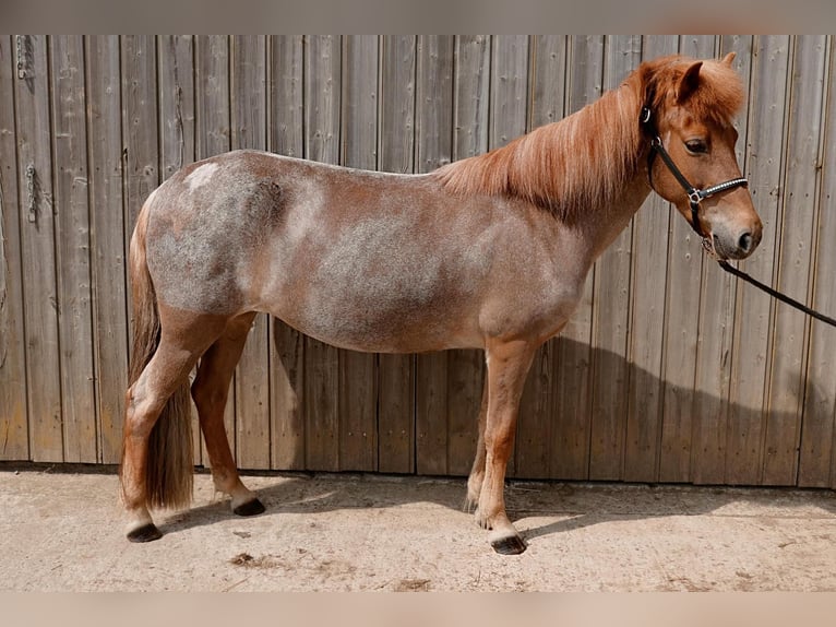 Islandpferd Stute 10 Jahre 138 cm Fuchs in Badbergen
