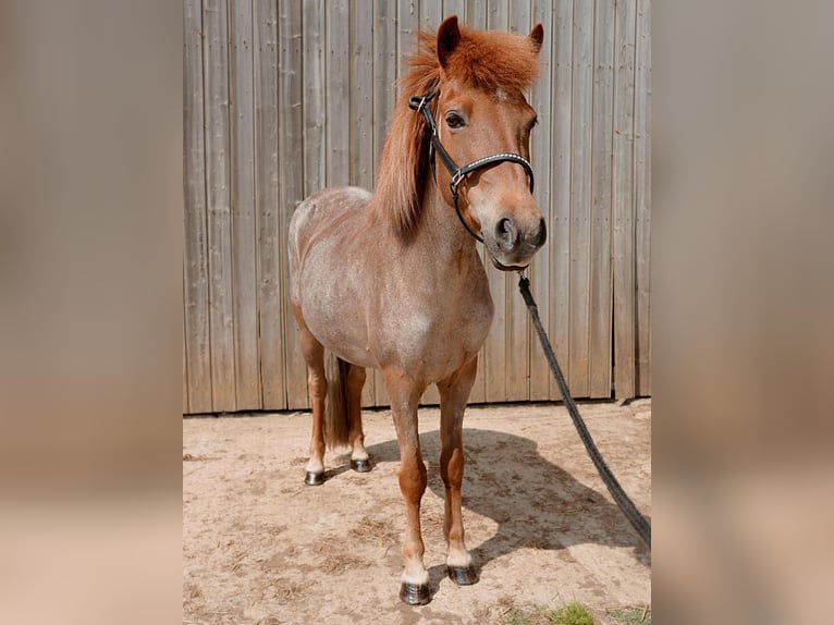 Islandpferd Stute 10 Jahre 138 cm Fuchs in Badbergen