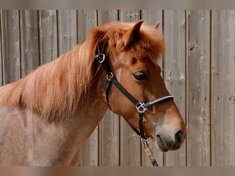 Islandpferd Stute 10 Jahre 138 cm Fuchs in Badbergen