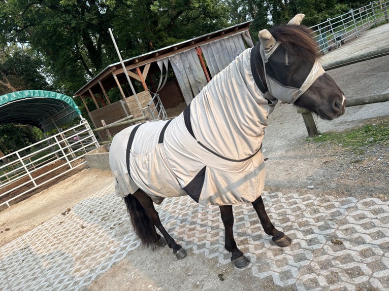 Islandpferd Stute 10 Jahre 138 cm Rappe in Langenhagen