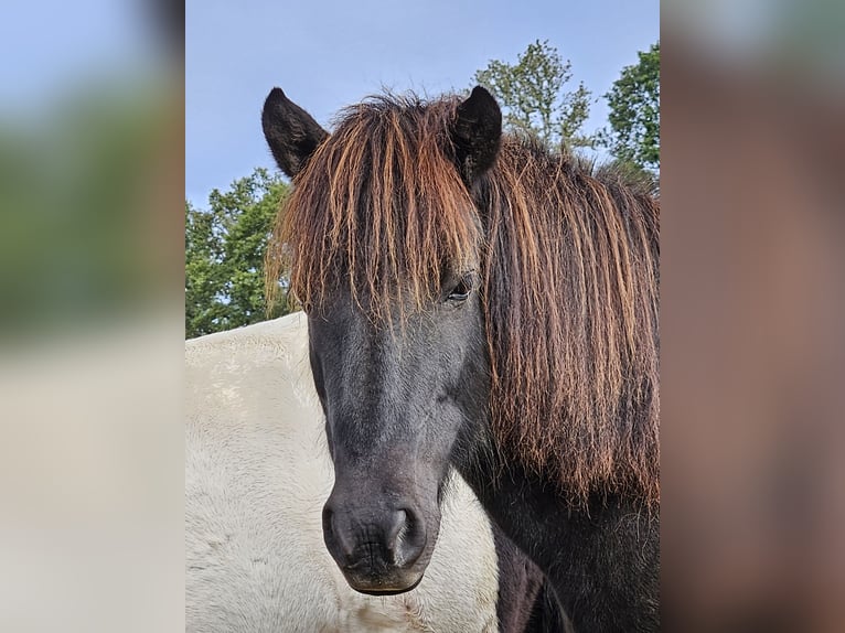 Islandpferd Stute 10 Jahre 138 cm Rappe in Mossauta