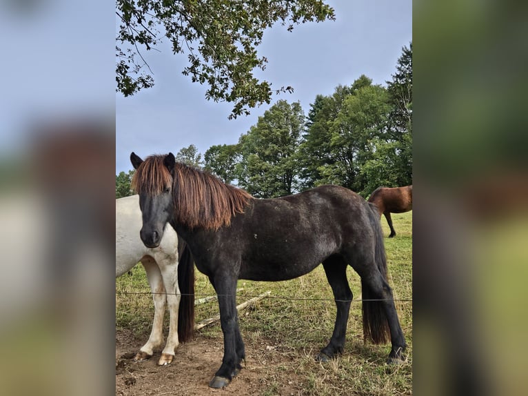 Islandpferd Stute 10 Jahre 138 cm Rappe in Mossauta