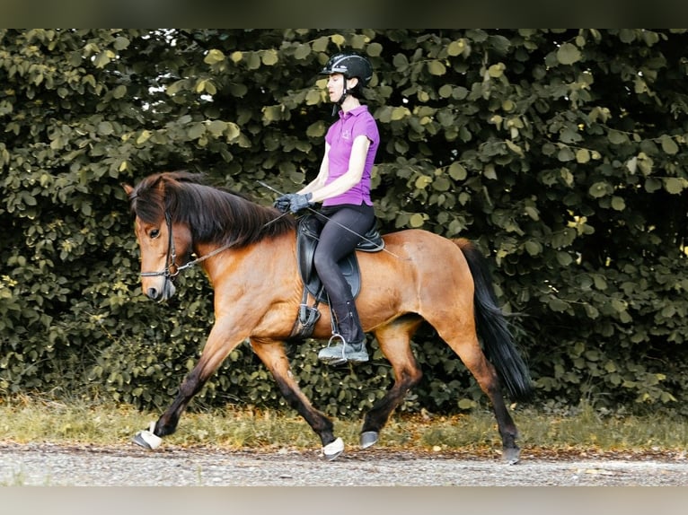Islandpferd Stute 10 Jahre 139 cm Brauner in Taufkirchen an der Trattnach