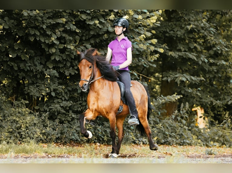 Islandpferd Stute 10 Jahre 139 cm Brauner in Taufkirchen an der Trattnach