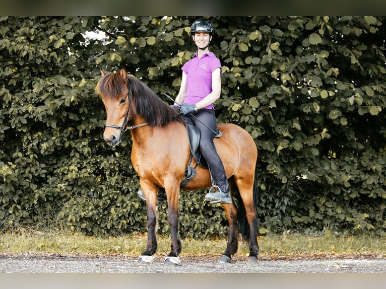 Islandpferd Stute 10 Jahre 139 cm Brauner in Taufkirchen an der Trattnach