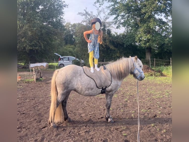 Islandpferd Stute 10 Jahre 139 cm in Winsen (Aller)