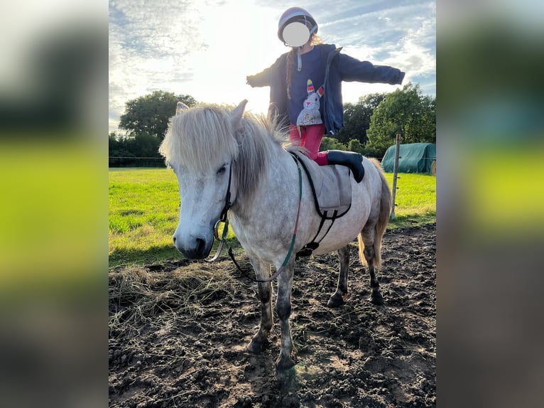 Islandpferd Stute 10 Jahre 139 cm in Winsen (Aller)