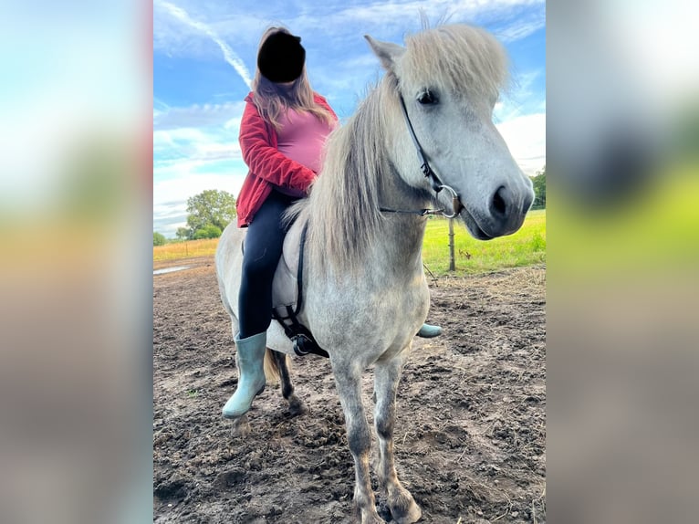 Islandpferd Stute 10 Jahre 139 cm in Winsen (Aller)