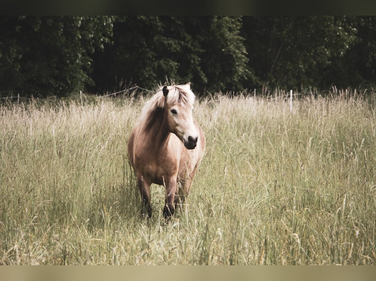 Islandpferd Stute 10 Jahre 140 cm Buckskin in Eilenstedt Islandpferd Stute 10 Jahre 140 cm Buckskin in Eilenstedt