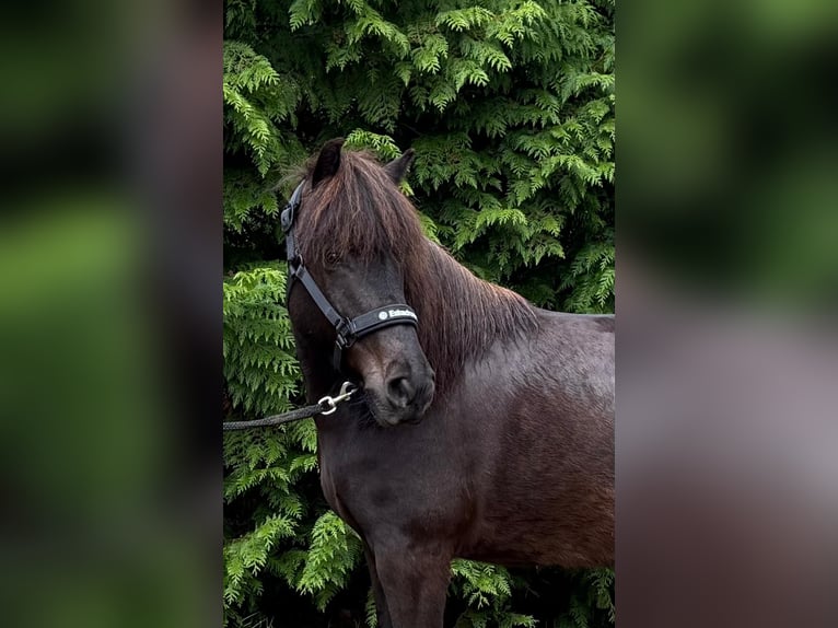 Islandpferd Stute 10 Jahre 140 cm Rappe in Windhagen