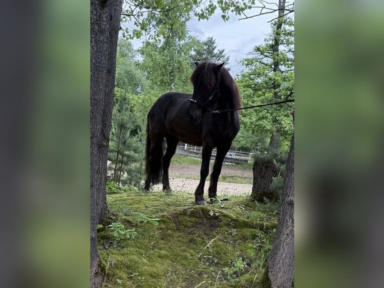 Islandpferd Stute 10 Jahre 140 cm Rappe in Windhagen