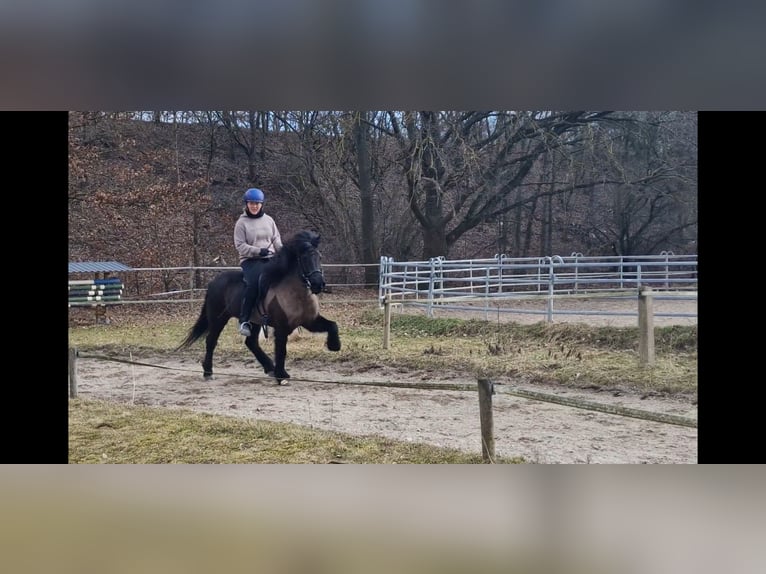 Islandpferd Stute 10 Jahre 140 cm Rappe in Teltow