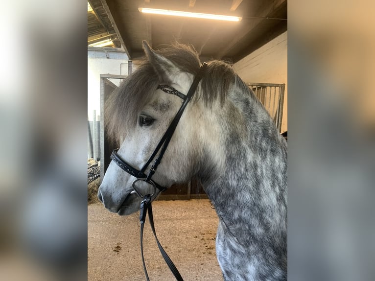 Islandpferd Stute 10 Jahre 140 cm Schimmel in Weesp