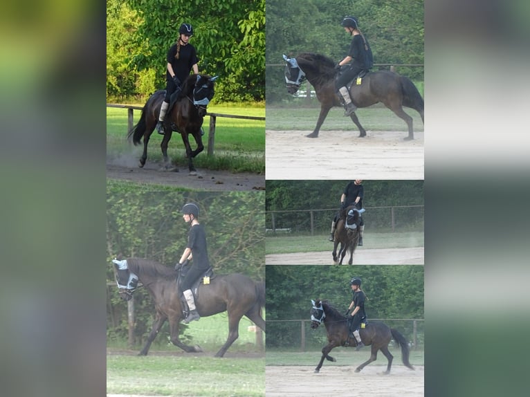 Islandpferd Stute 10 Jahre 143 cm Rappe in Alfter
