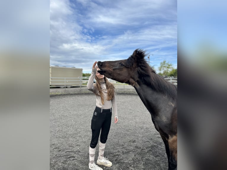 Islandpferd Stute 10 Jahre 143 cm Rappe in Alfter