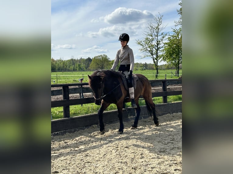 Islandpferd Stute 10 Jahre 143 cm Rappe in Alfter