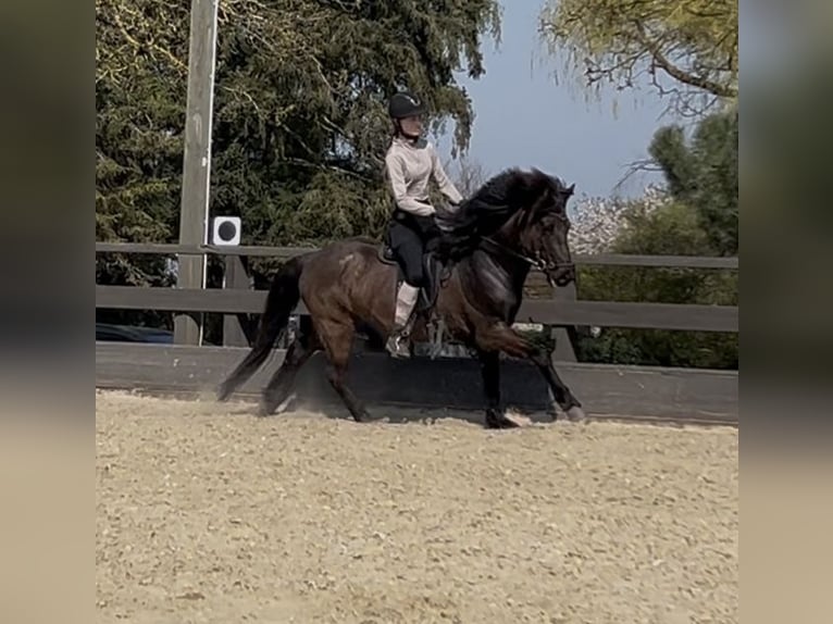 Islandpferd Stute 10 Jahre 143 cm Rappe in Alfter
