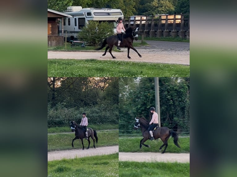 Islandpferd Stute 10 Jahre 143 cm Rappe in Alfter