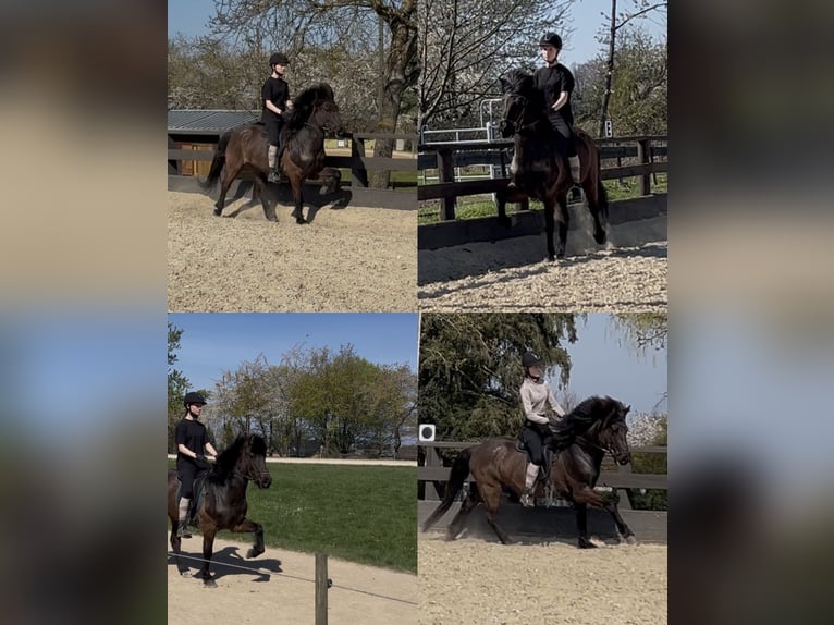 Islandpferd Stute 10 Jahre 143 cm Rappe in Alfter