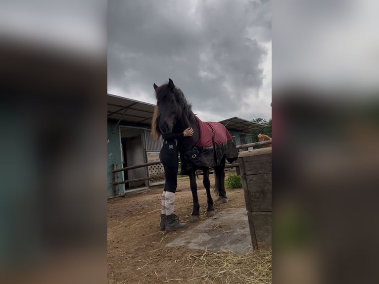 Islandpferd Stute 10 Jahre 143 cm Rappe in Alfter