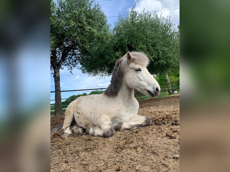 Islandpferd Stute 10 Jahre 143 cm Schimmel in Bietigheim