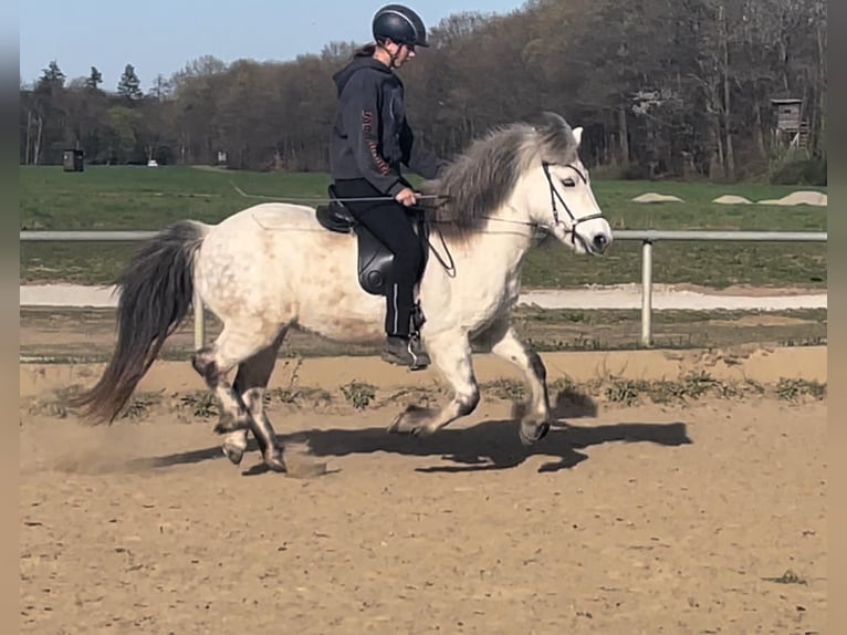 Islandpferd Stute 10 Jahre 143 cm Schimmel in Bietigheim