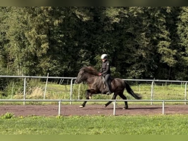 Islandpferd Stute 10 Jahre 144 cm Rappe in Soltau