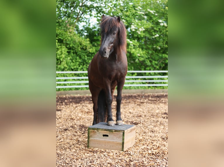 Islandpferd Stute 10 Jahre 146 cm Rappe in W&#xE4;denswil