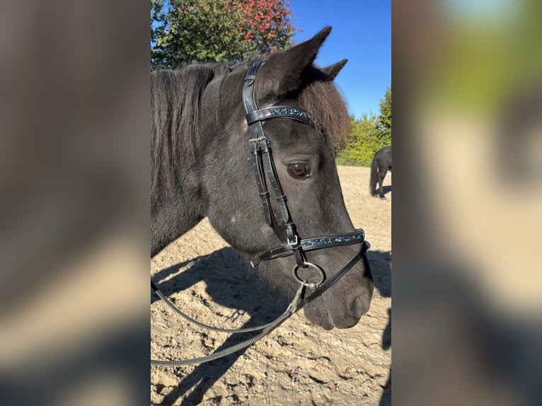 Islandpferd Stute 10 Jahre 146 cm Rappe in Bern