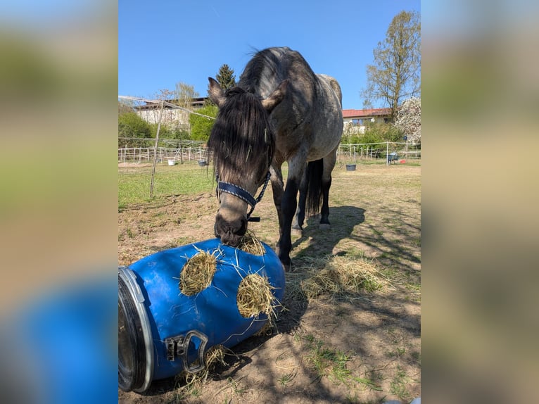 Islandpferd Mix Stute 10 Jahre 151 cm Buckskin in Malsch