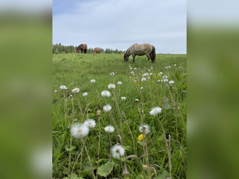Islandpferd Stute 10 Jahre Falbe in Belm