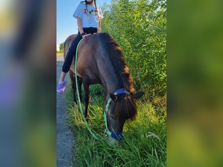 Islandpferd Stute 11 Jahre 130 cm Dunkelbrauner in Werl