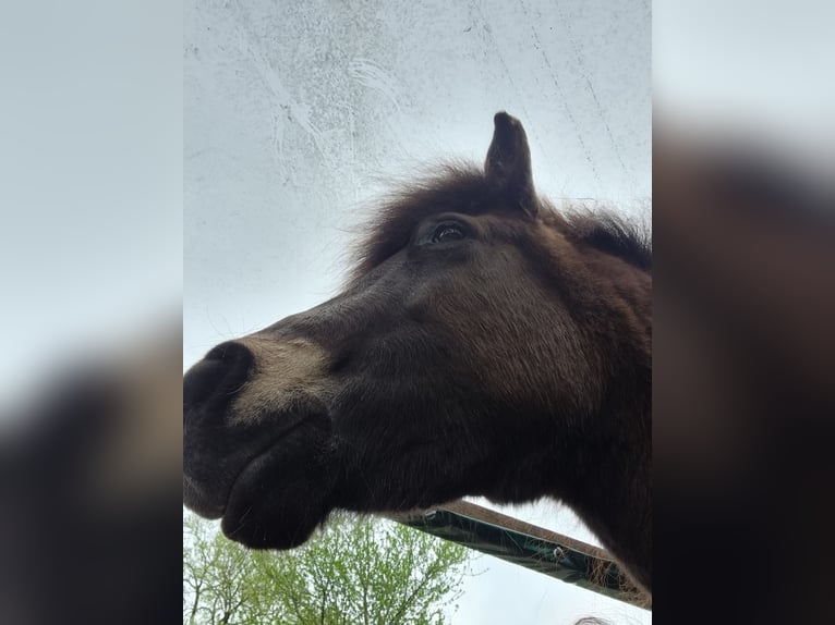 Islandpferd Stute 11 Jahre 130 cm Dunkelbrauner in Werl