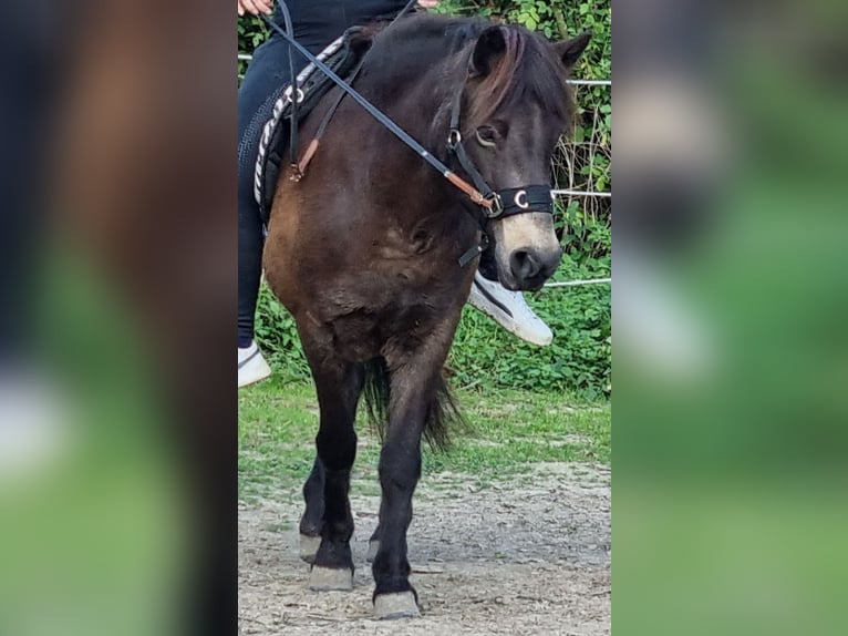 Islandpferd Stute 11 Jahre 130 cm Dunkelbrauner in Werl