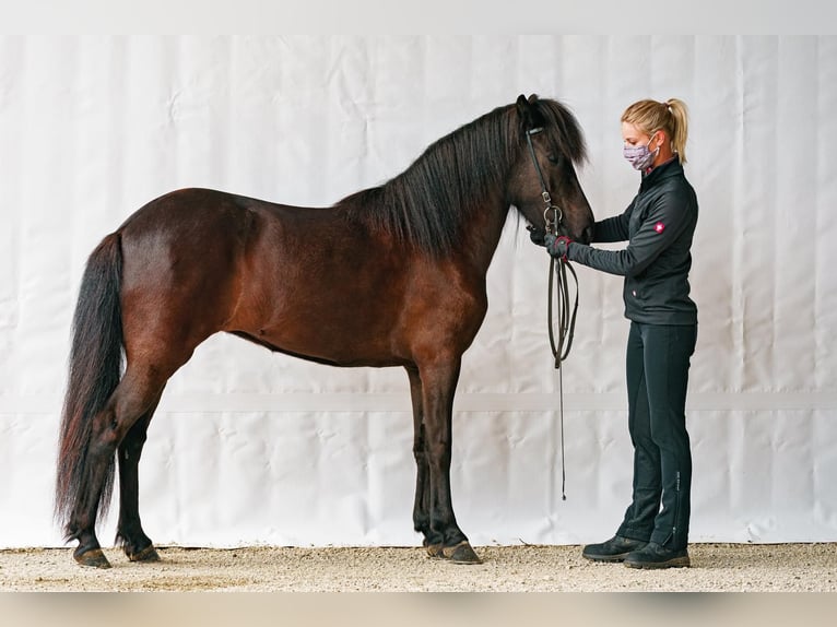 Islandpferd Stute 11 Jahre 133 cm Rappe in Schechen