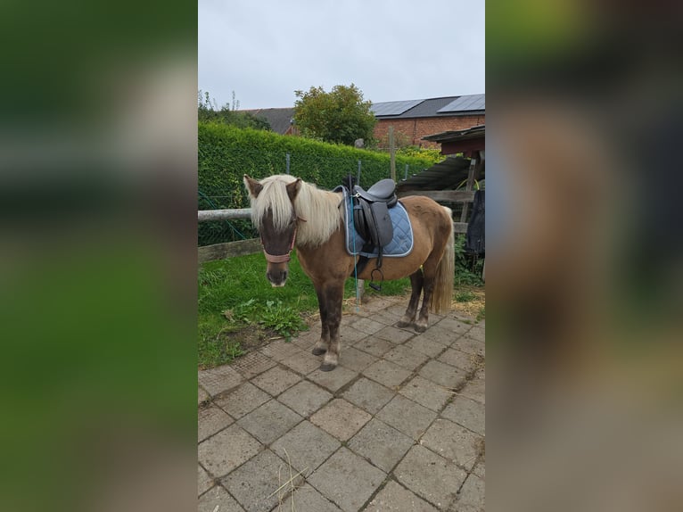 Islandpferd Stute 11 Jahre 134 cm in Hönow