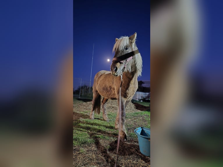 Islandpferd Stute 11 Jahre 134 cm in Hönow