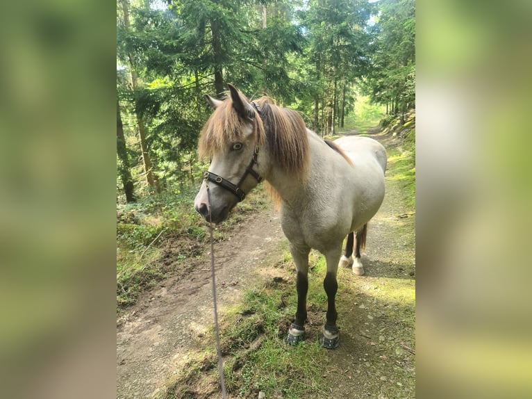 Islandpferd Stute 11 Jahre 134 cm  in Herscheid