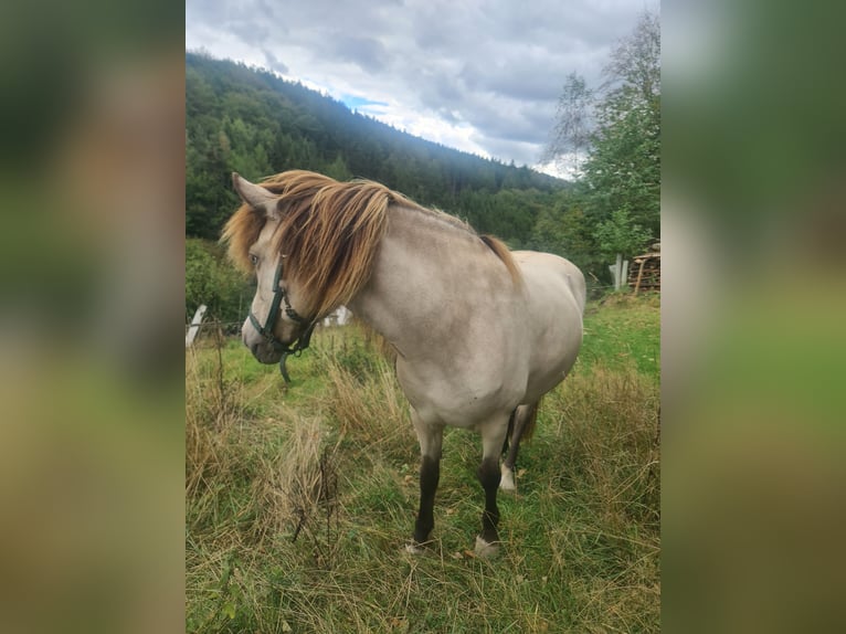 Islandpferd Stute 11 Jahre 134 cm  in Herscheid