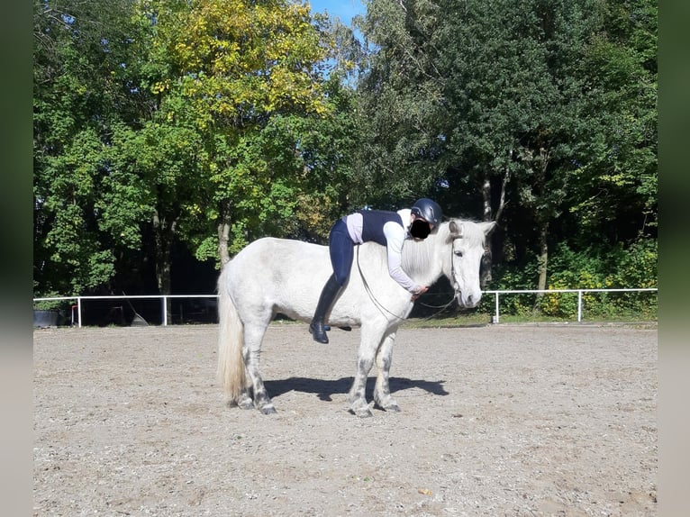 Islandpferd Stute 11 Jahre 134 cm Schimmel in Holzg&#xFC;nz