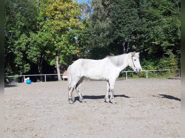 Islandpferd Stute 11 Jahre 134 cm Schimmel in Holzg&#xFC;nz