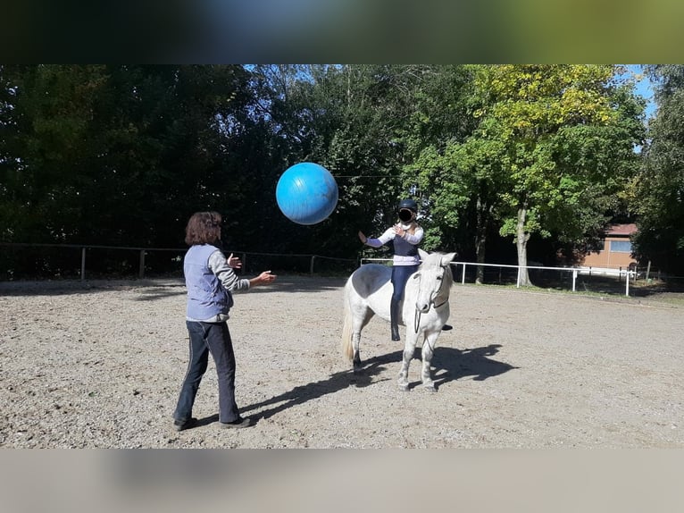 Islandpferd Stute 11 Jahre 134 cm Schimmel in Holzg&#xFC;nz