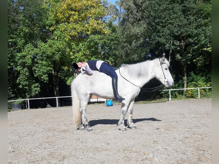 Islandpferd Stute 11 Jahre 134 cm Schimmel in Holzg&#xFC;nz