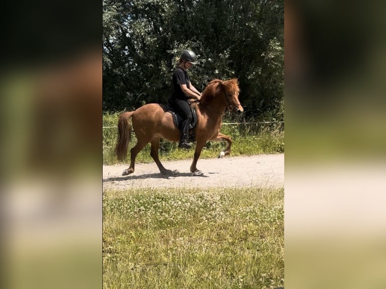 Islandpferd Stute 11 Jahre 136 cm Fuchs in Stapelfeld