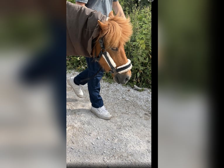 Islandpferd Stute 11 Jahre 136 cm Fuchs in Stapelfeld